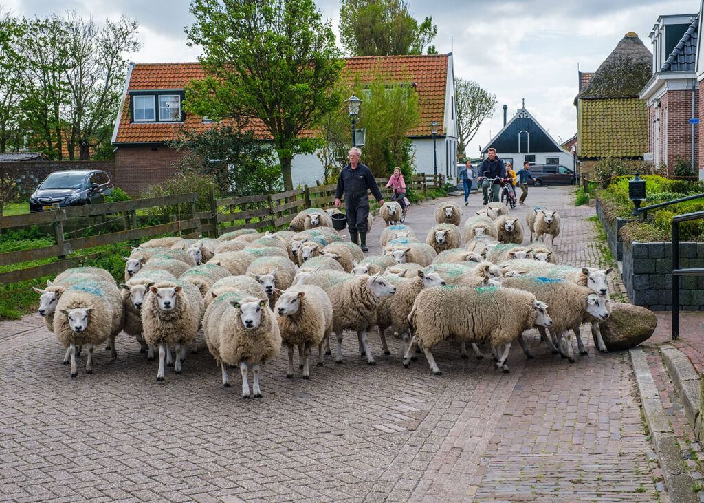 sop-speedy-den-hoorn