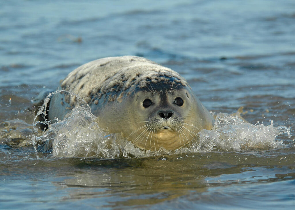 zeehond